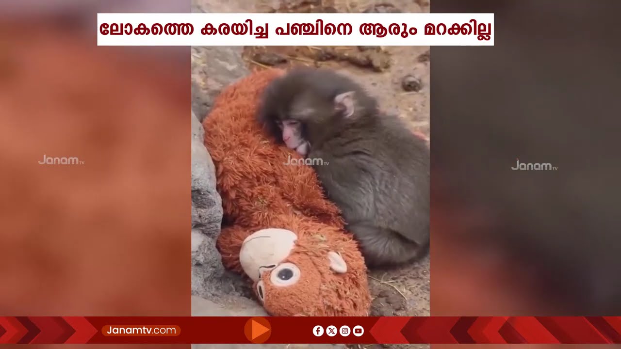 പഞ്ച് ഇനി സിംഗിൾ അല്ല! ലോകത്തെ കരയിച്ച ആ കുഞ്ഞിക്കുരങ്ങന് കൂട്ടിന് പുതിയ കൂട്ടുകാരിയെത്തി