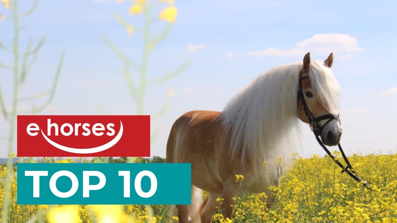 Top 10 Haflinger