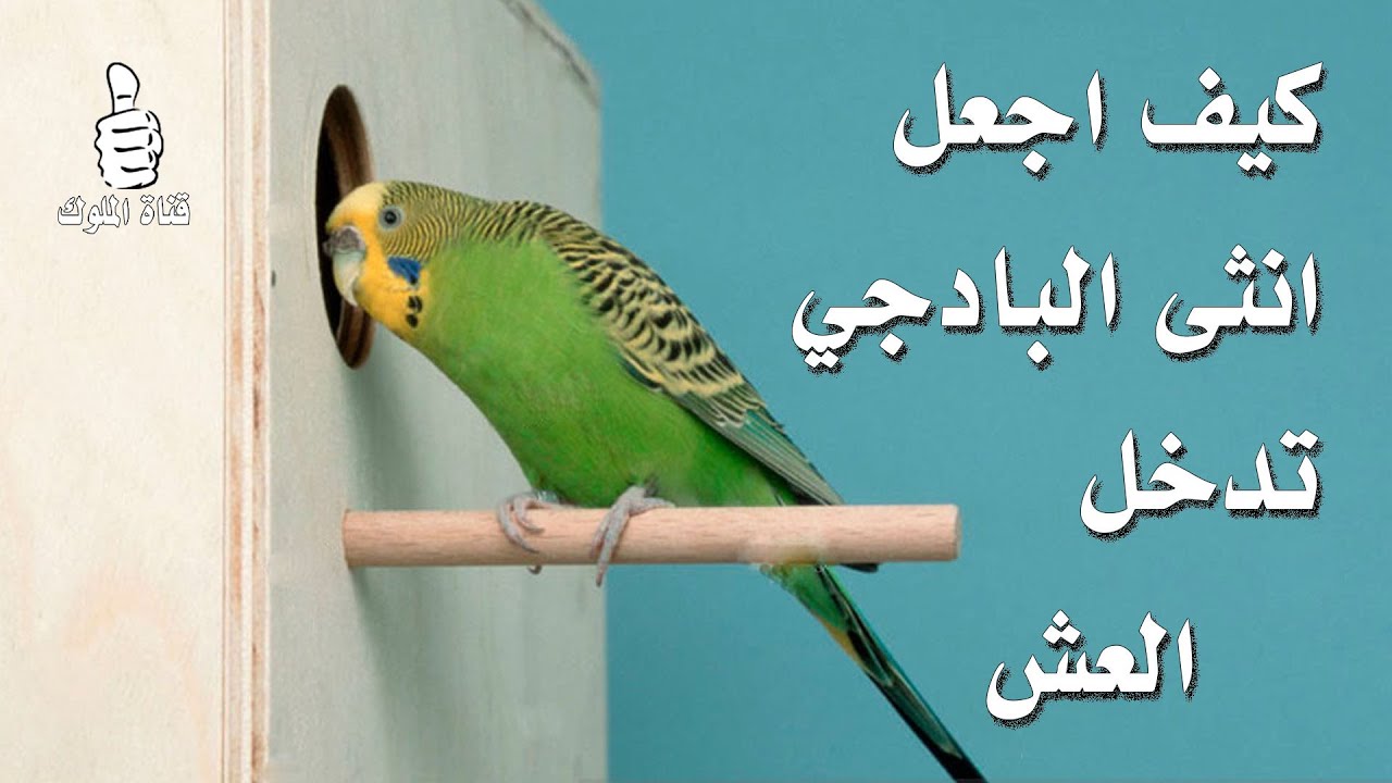 خطوات مهمة تحفيز انثى البادجي على دخول العش بسرعة