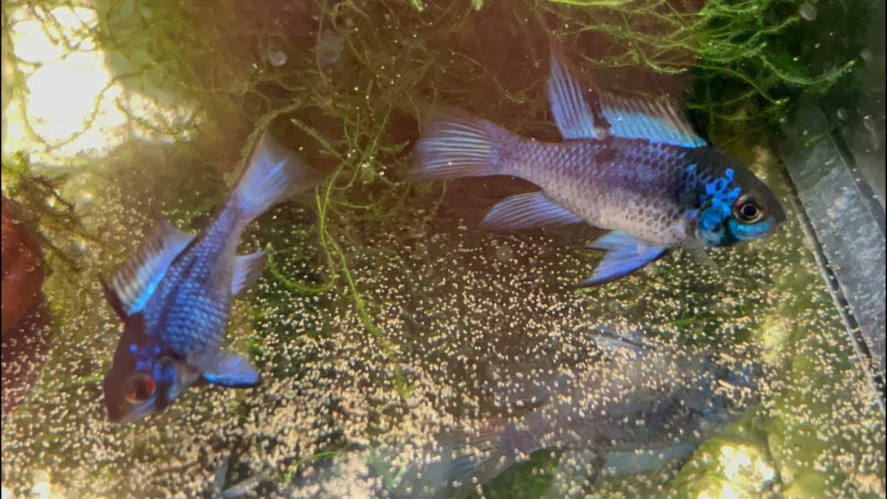 Fish Room - house tour /updates