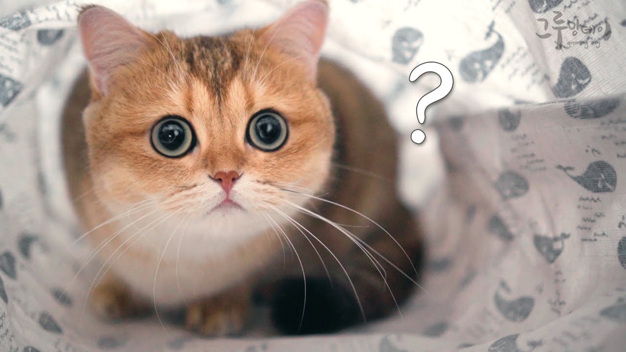 고양이 키우면 소소하게 챙겨줘야 할것들