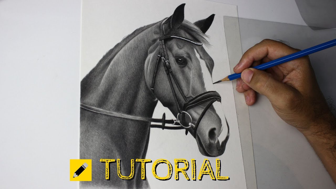 Como Desenhar um Cavalo Realista | Passo a Passo