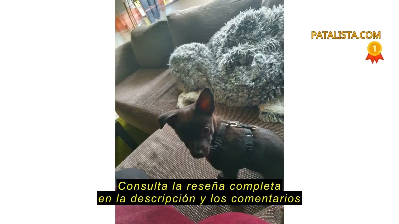 Reseña del SlowTon Arnés para automóvil,(Sin cinturón de Seguridad) Arnés de Chaleco para Mascotas p