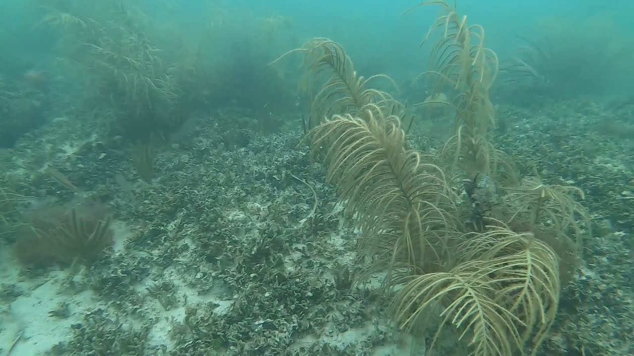 Snorkeling Cottrell Key during a rain storm! ⛈