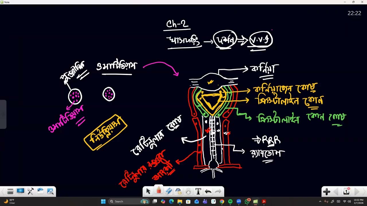 structure of ommatidium by ahad