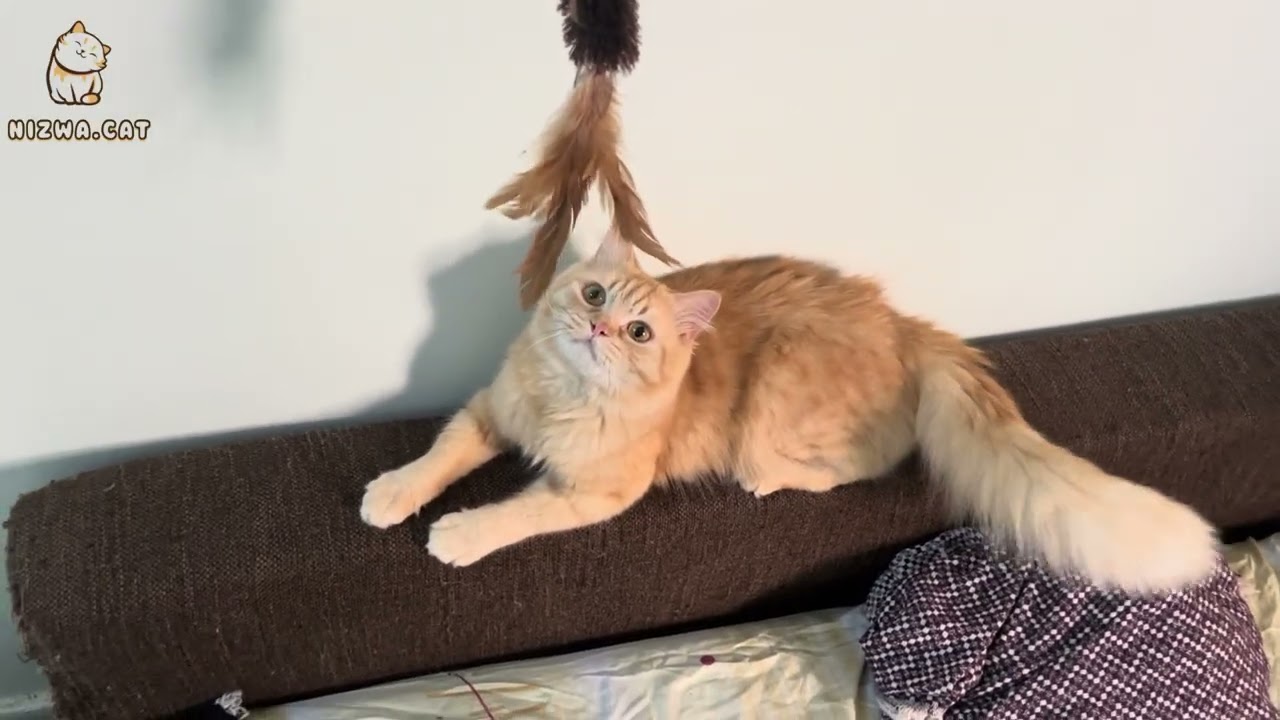 Kitten | Cat | cat toys 🧸 | relax | pease | nice | Persian cats | kittens 🐱 