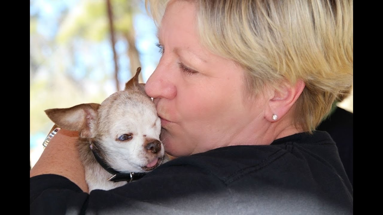 Let Us Hold Harley Again - Tribute to a Puppy Mill Survivor