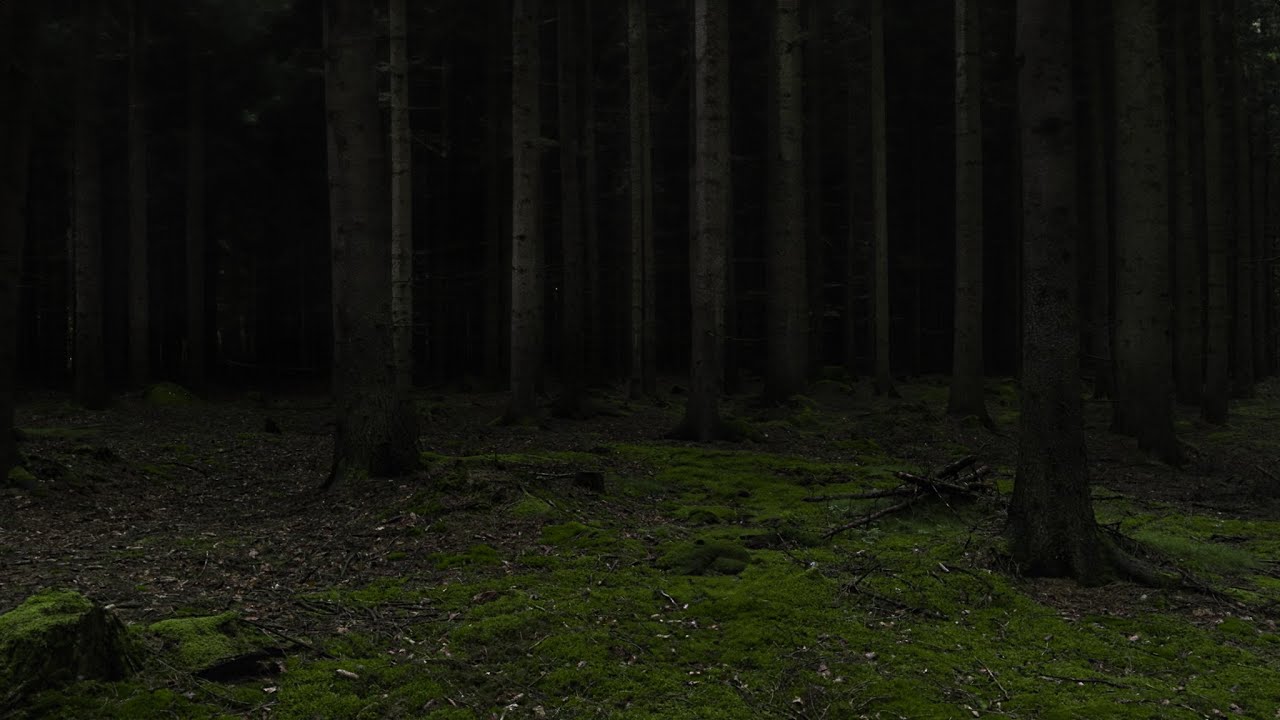 Forest Thunderstorm - Deep in the Woods | Full Storm & Rain | 3 Hours