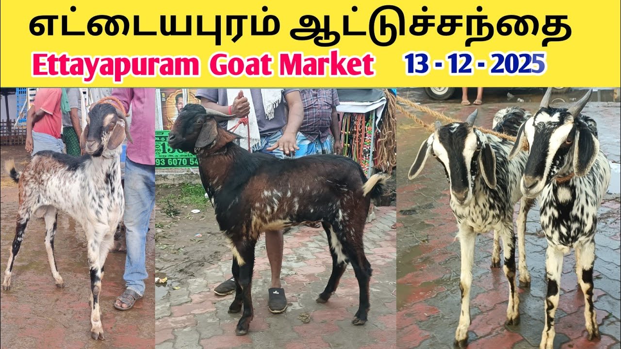 13 - 12 - 2025 | எட்டையபுரம் ஆட்டுச்சந்தை | Ettayapuram Goat Market | kalnadaitholan | Goat Market