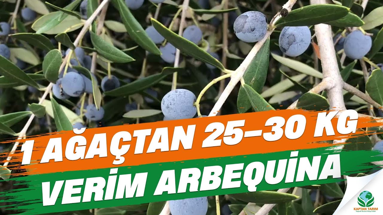1 Ağaçtan 25 - 30 Kg Verim | İspanyol Arbequina Zeytin Fidanı