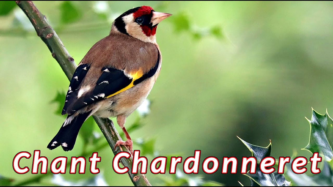 Chant Chardonneret - les sons émis par un chardonneret