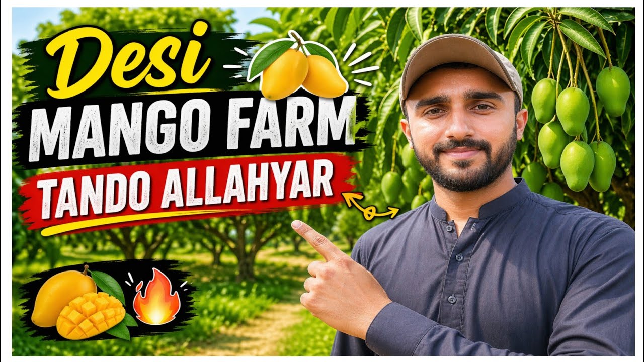 I Found a Hidden Mango Farm in Tando Soomro, Tando Allahyar Sindh Pakistan | Abid Ali 110