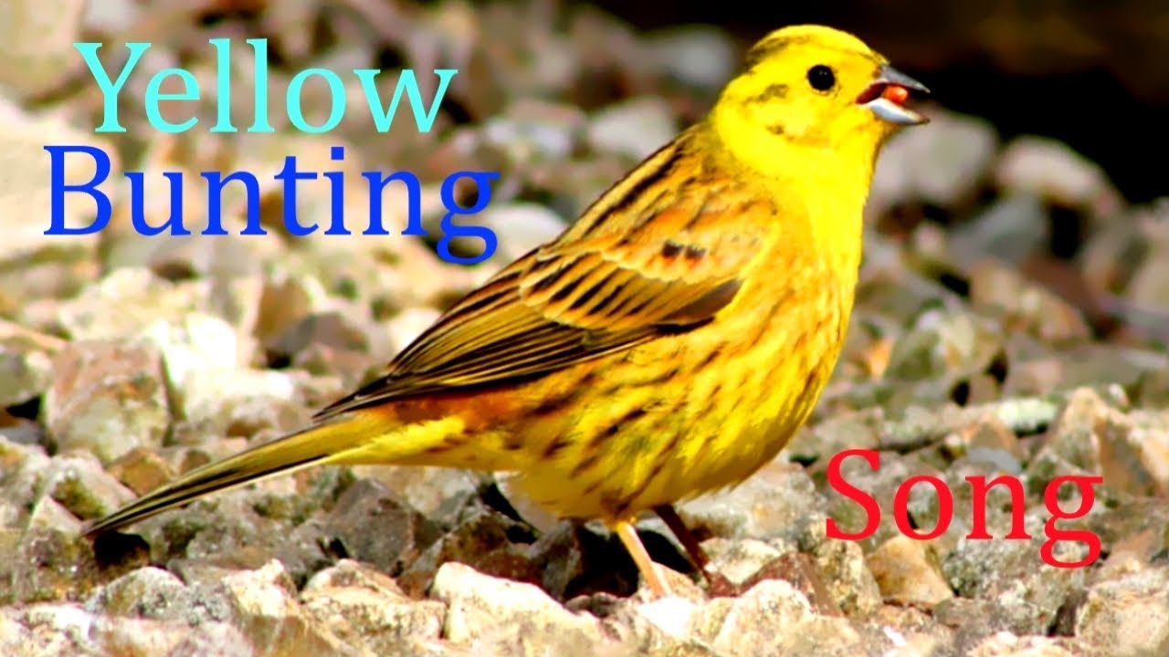Yellow Bunting.Bird Soung.(Emberiza sulphurata).