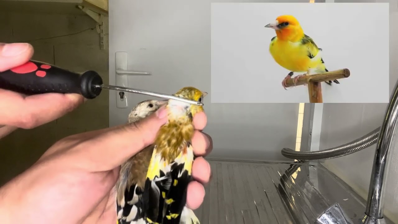 Présentation de quelques jeunes chardonnerets mutation de la saison