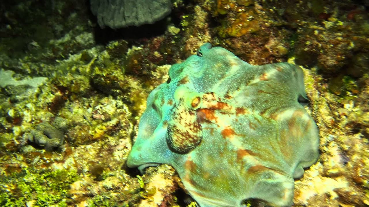 Caribbean Reef Octopus