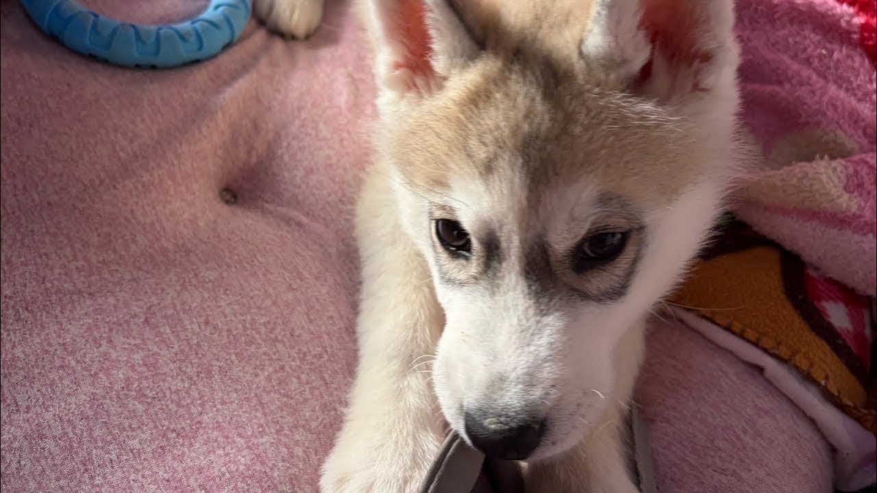 夕方散歩🐕シベリアンハスキー5歳と4ヶ月のハク君とシェットランド・シープドッグ8歳[だぁ～ちゃん＆つあ姫]