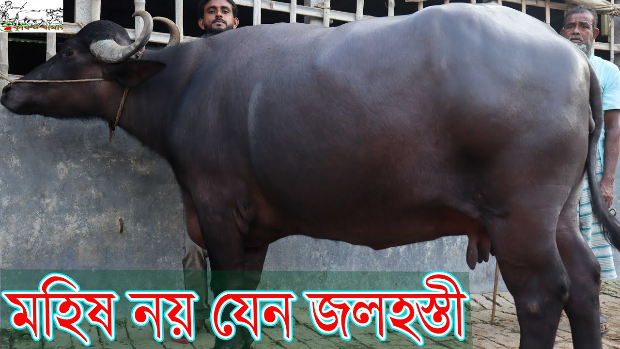 আজকের মহিষের সেরা প্রতিবেদন।মহিষ তো নয় যেন বিশাল এক জলহস্তী! মহিষ সম্পর্কে A-Z প্রান্তিক খামাীর মহিষ
