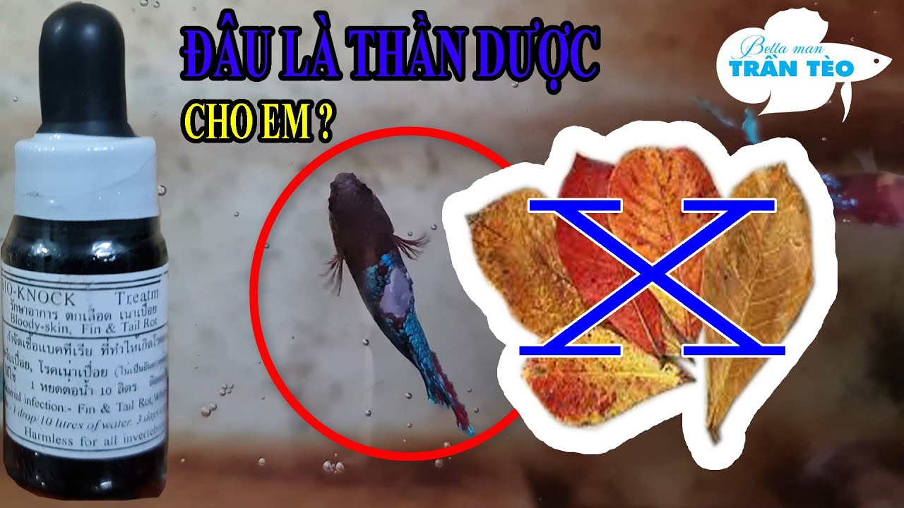 KHÔNG PHẢI LÁ BÀNG, ĐÂY MỚI LÀ THẦN DƯỢC HIỆU QUẢ TỨC THÌ CHO CÁ BETTA