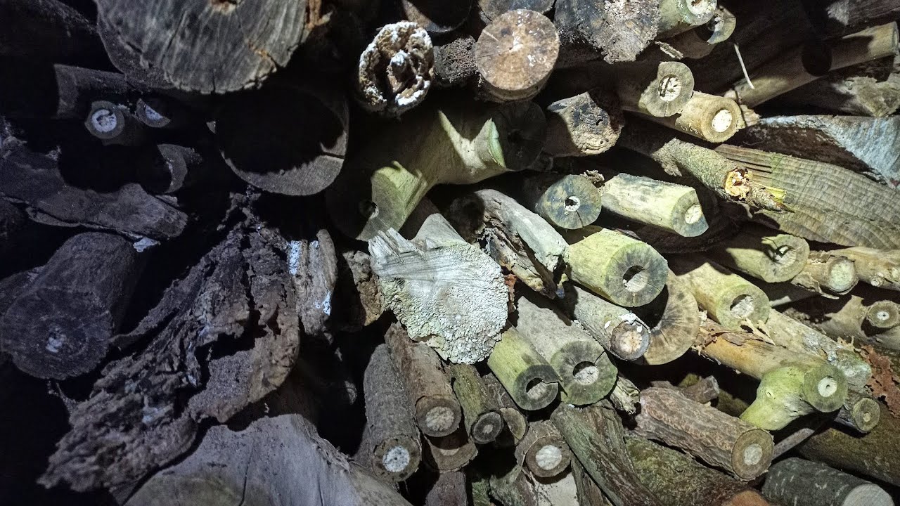 Pinocchio und das morsche Holz