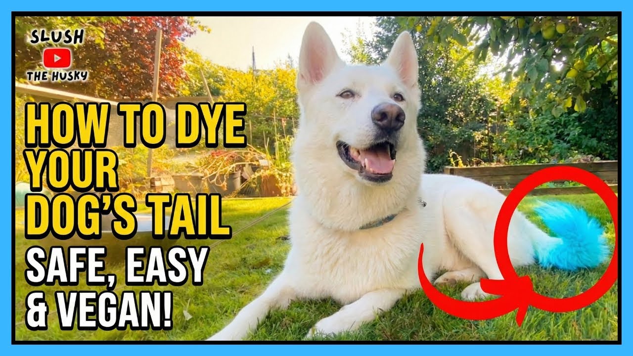 DIY Dog Tail Dyeing Guide: How to Color Safely at Home (Vegan!)