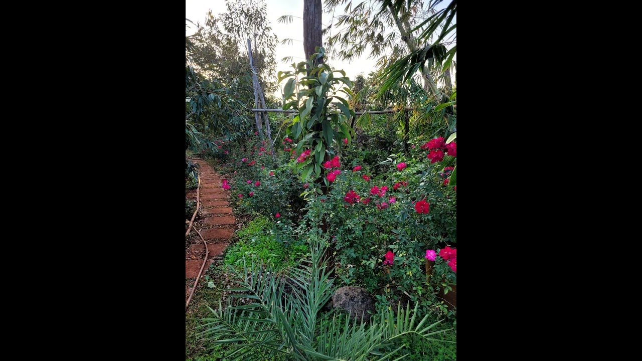 Khi có tình yêu thương mọi vấn đề sẽ không còn là vấn đề nữa. Osho