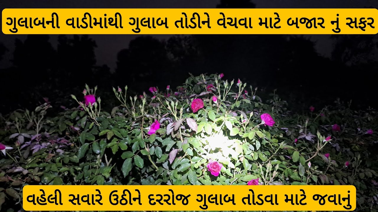 વહેલી સવારે ગુલાબ ની વાડી માંથી ગુલાબ તોડીને વેચવા માટે કુંજરાવ બજારનું સફર 