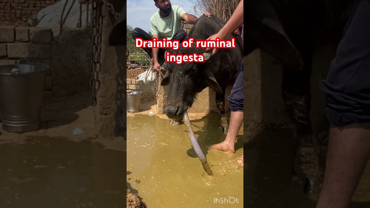 Impaction of rumen l Draining of ingesta l dr umar khan