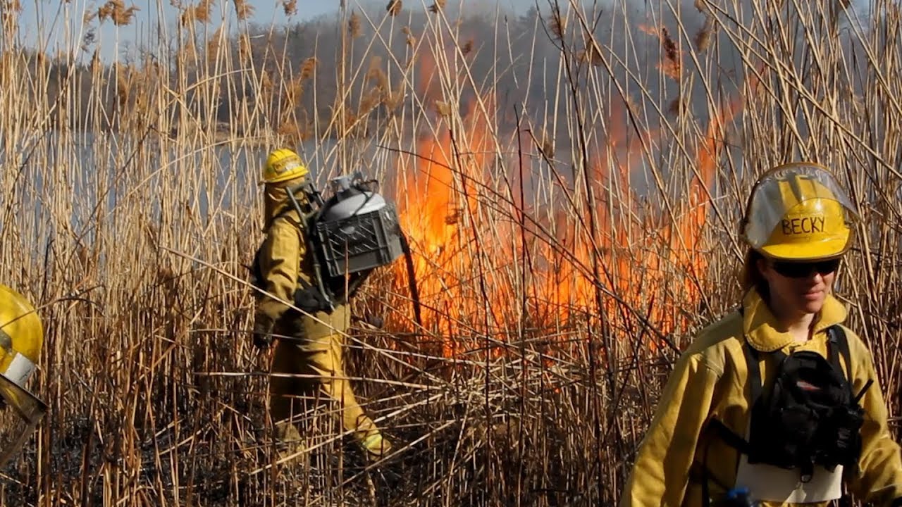 Fighting Phrag with Fire: An invasive Phragmites management case study