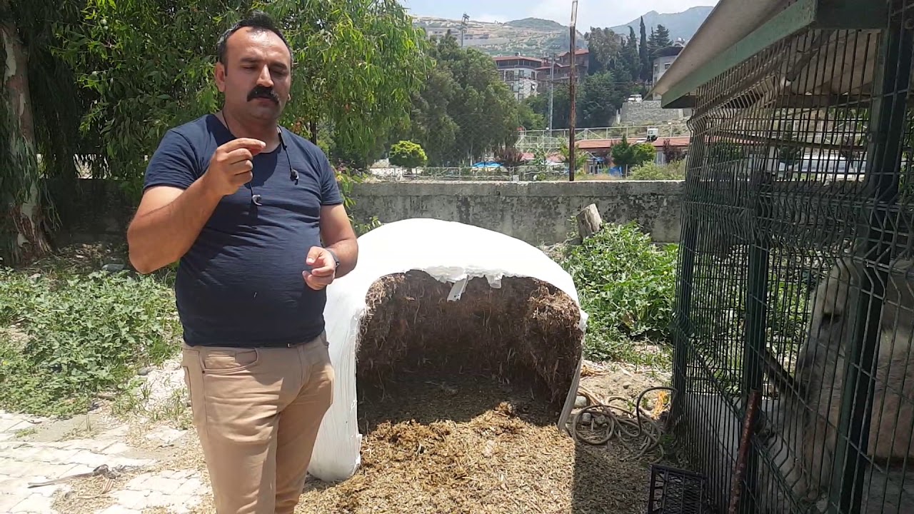 Koyunlar için mısır silajı nasıl olmalı nelere dikkat edilmeli