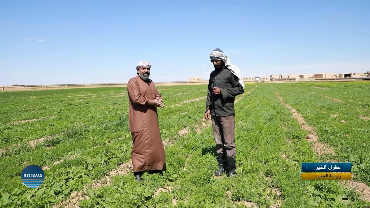 حقول الخير || زراعة العدس في الرقة || 29 - 3 - 2025