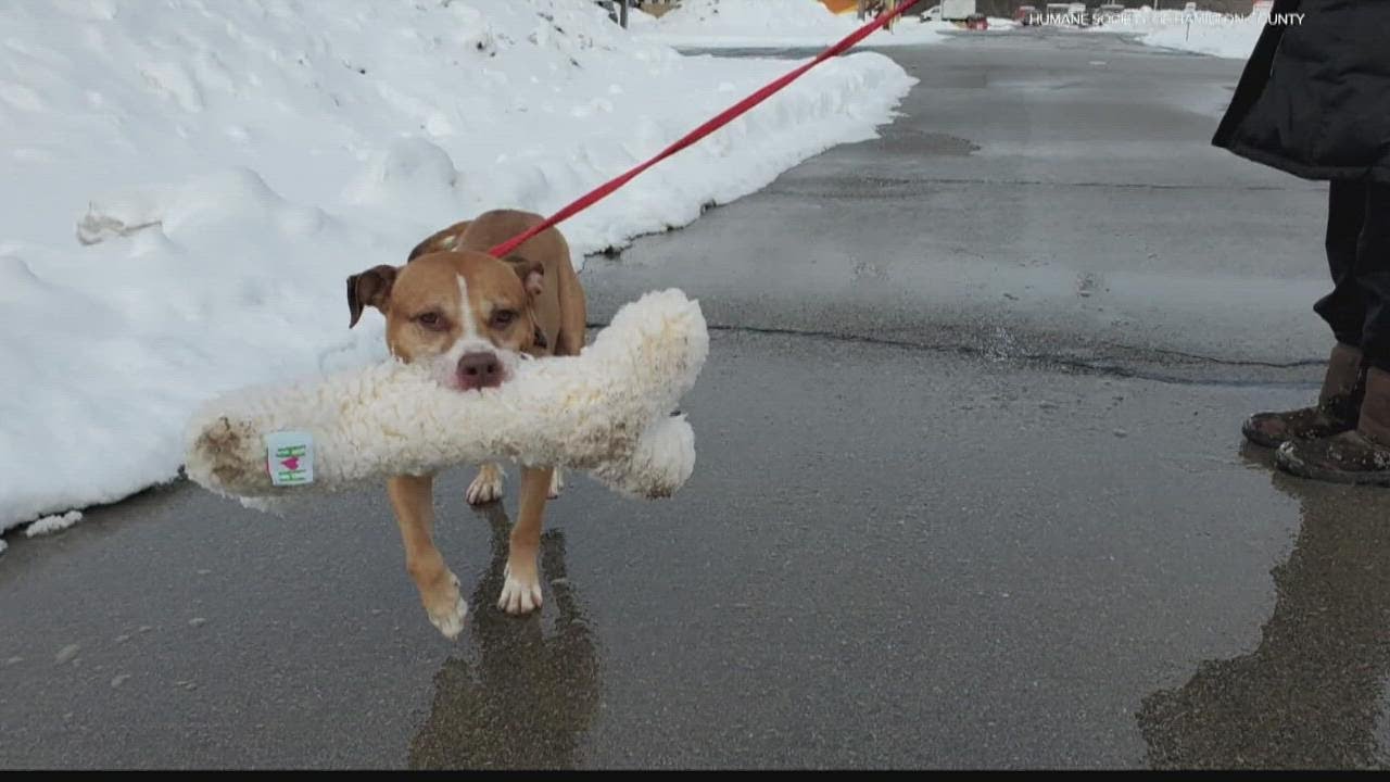 Animal shelter's appeal to adopt long-time resident goes viral
