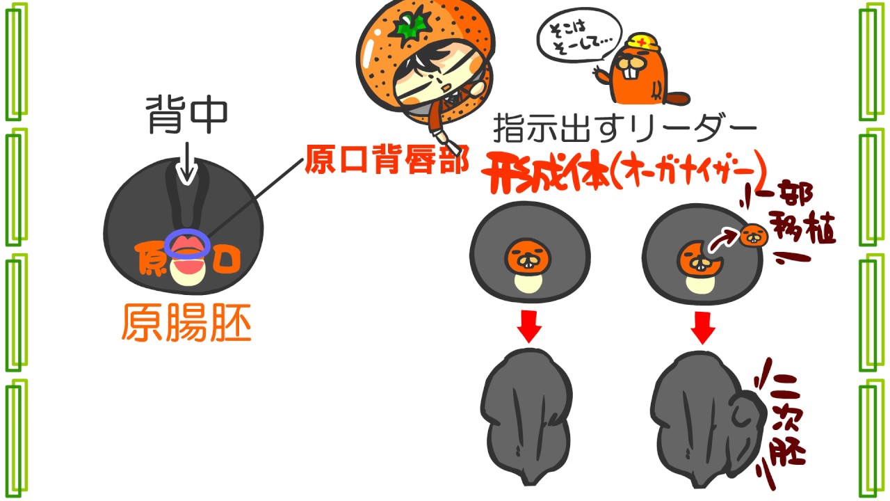 生物３章６話「誘導のしくみ」ｂｙWEB玉塾
