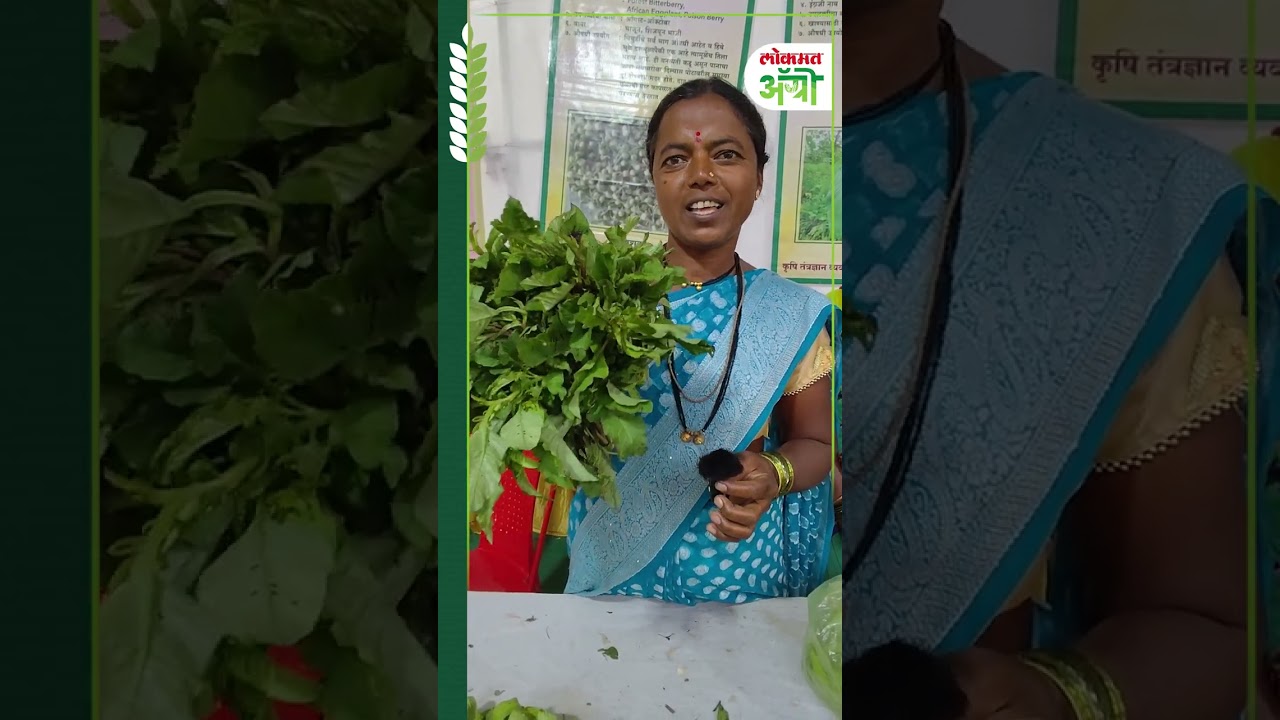 आरोग्यदायी कुर्डूची रानभाजी | कुर्डूच्या रानभाजीचे फायदे अन् रेसिपी | Kardu Chi Bhaji | GP5