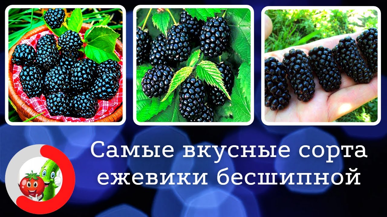 Лучшие сорта ежевики бесшипной. Самая крупная ягода с изысканным вкусом.