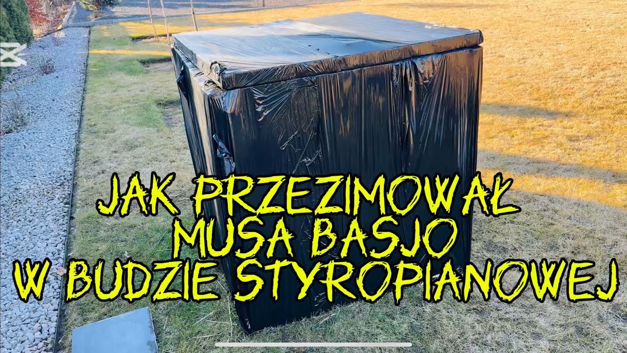 Jak przezimował bananowiec Musa Basjo w budzie styropianowej?🤔