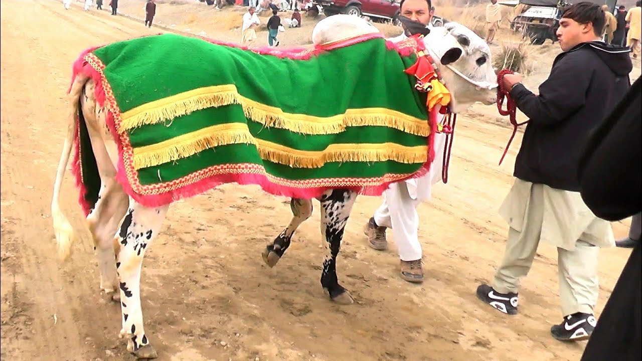 Highlights | Bull Vlog | The Bull Gallery | 1.2. 2026 | Fatehjangi Bulls