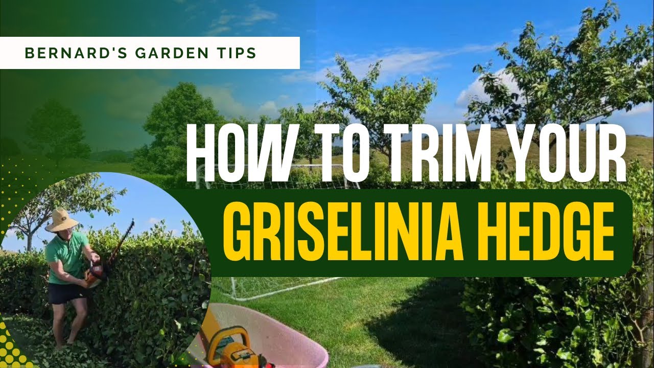 How to trim your Griselinia hedge!