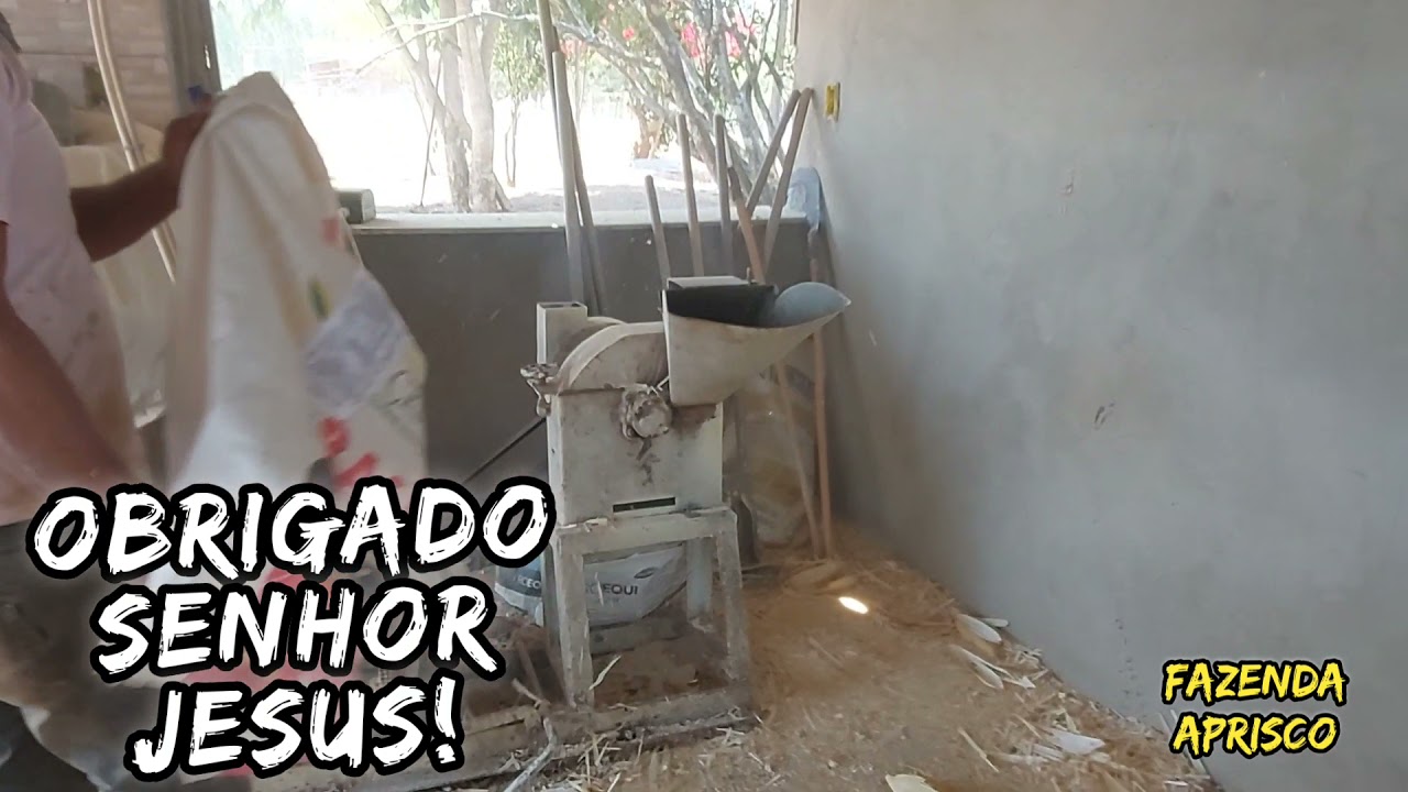 Aprenda a fazer Quirela de milho para alimentar Ovinos, Bovinos, Equinos e Caprinos.