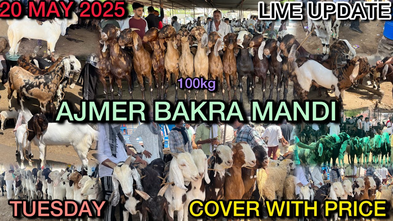 20 MAY 2025 AJMER BAKRA MANDI LIVE UPDATE COVER WITH PRICE RAJASTHAN BIGGEST MANDI