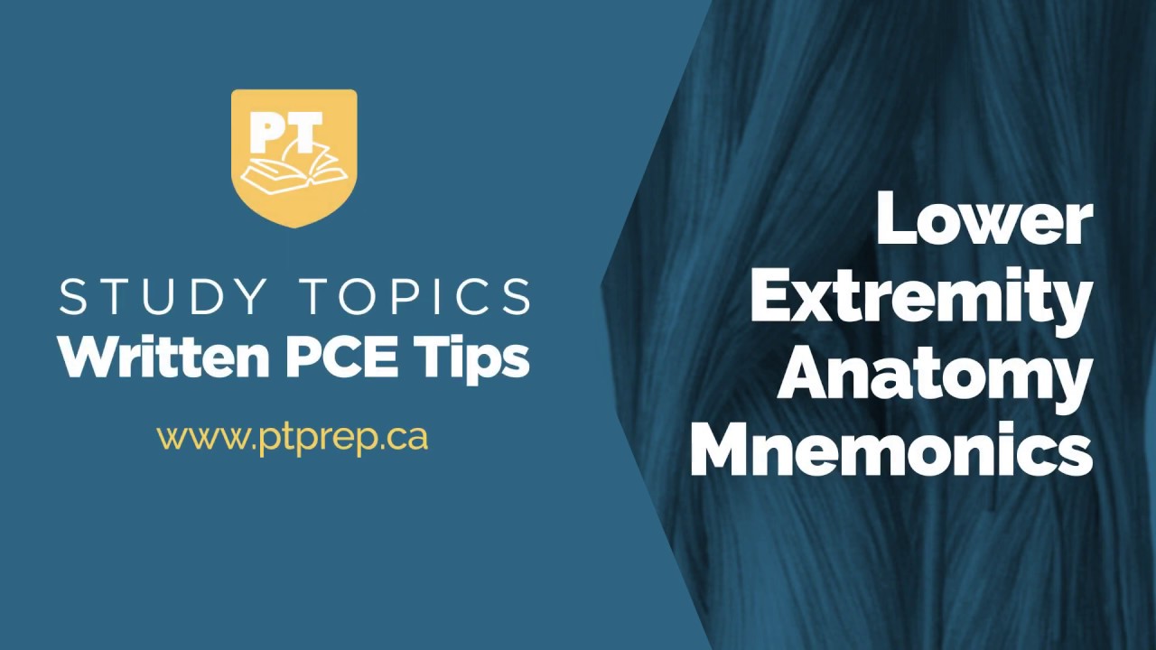Study Topics: Lower Extremity Anatomy Mnemonics