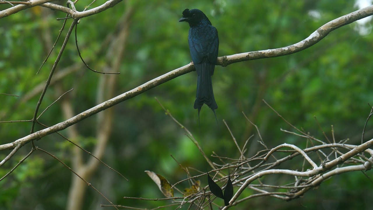 Greater Racket Tailed Drongo