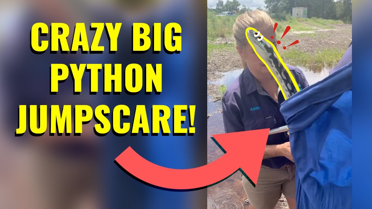 BIG CARPET PYTHON SURPRISES THE TEAM!!