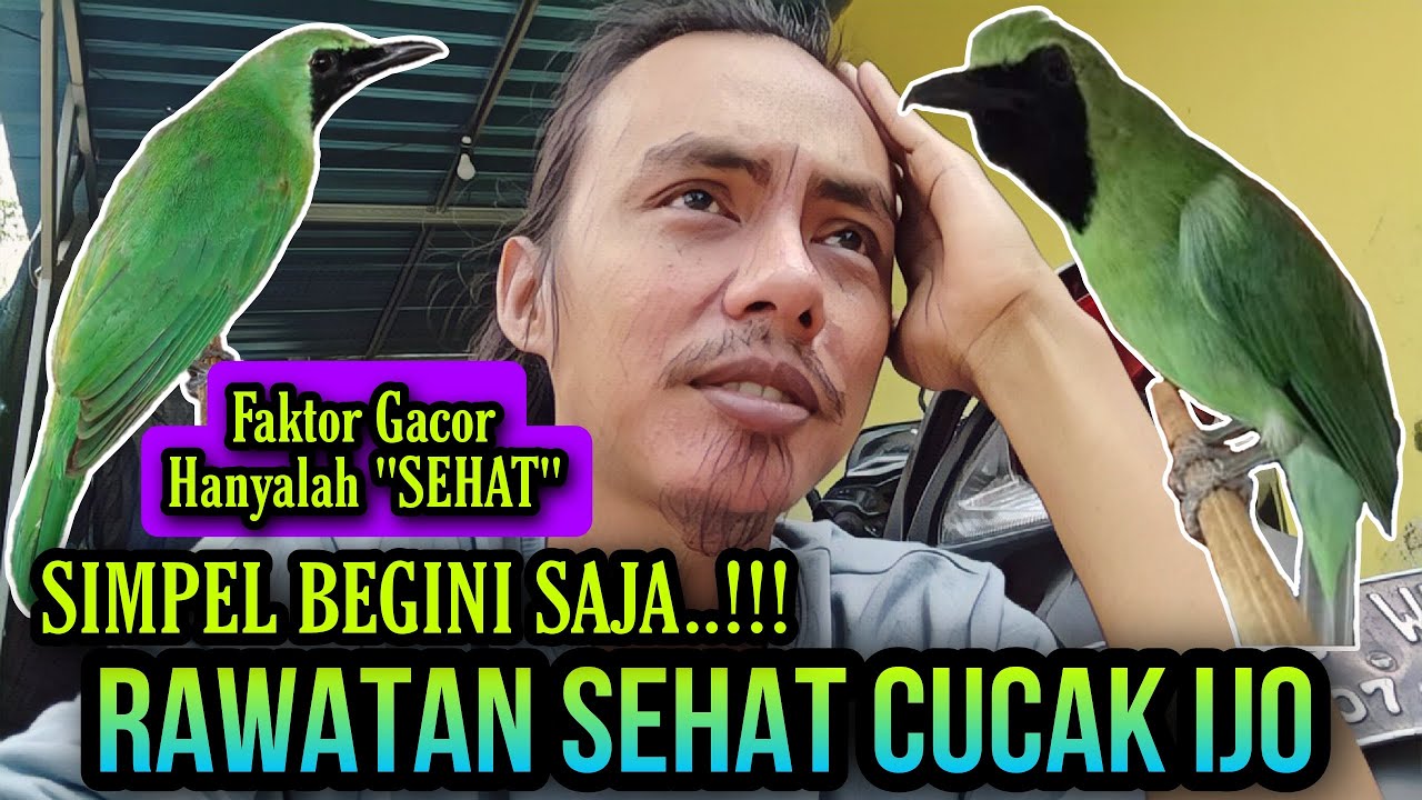 SIMPEL BEGINI SAJA ⁉️ TIPS HARIAN RAWAT SEHAT CUCAK IJO CEPAT GACOR DAN BONGKAR ISIAN
