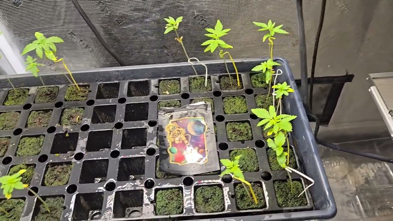 Marijuana Monday 01-20-25