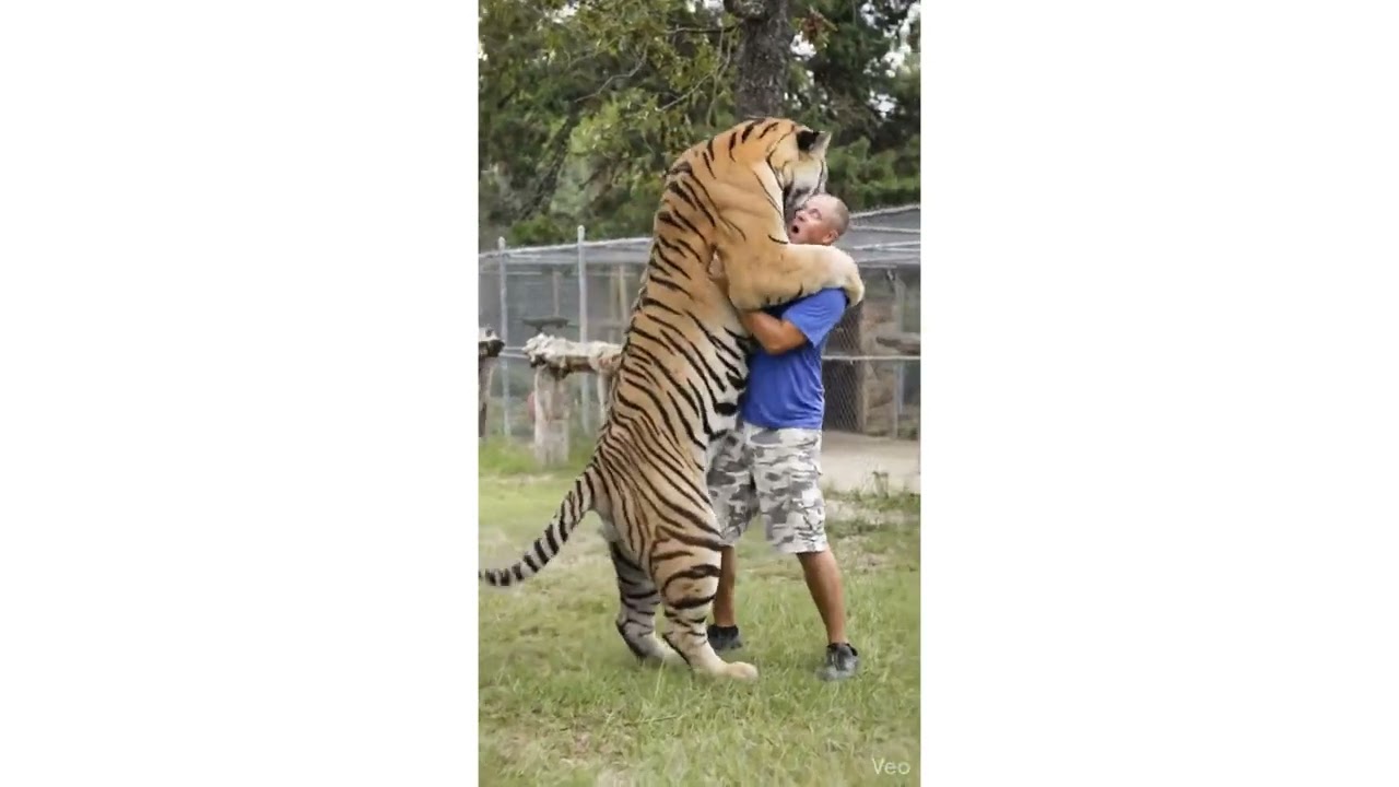 Tiger and Man #tiger #animals #shorts