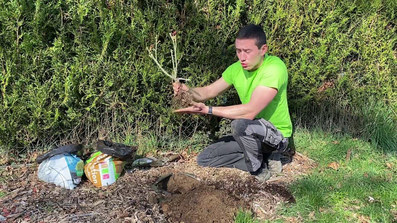 Les secrets de plantation des rosiers et autres arbustes (racines nues).