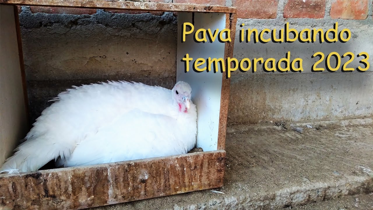 PAVA INCUBANDO 2023 *aves de corral