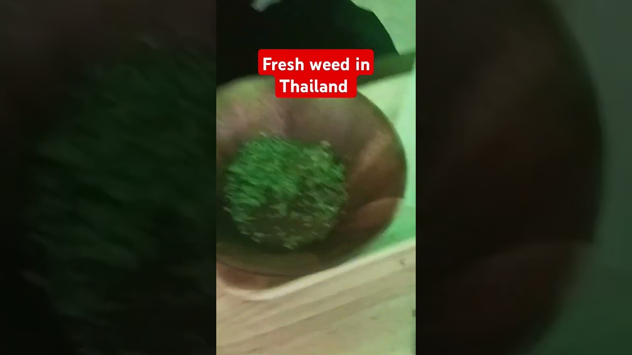Fresh Cannabis in Thailand 