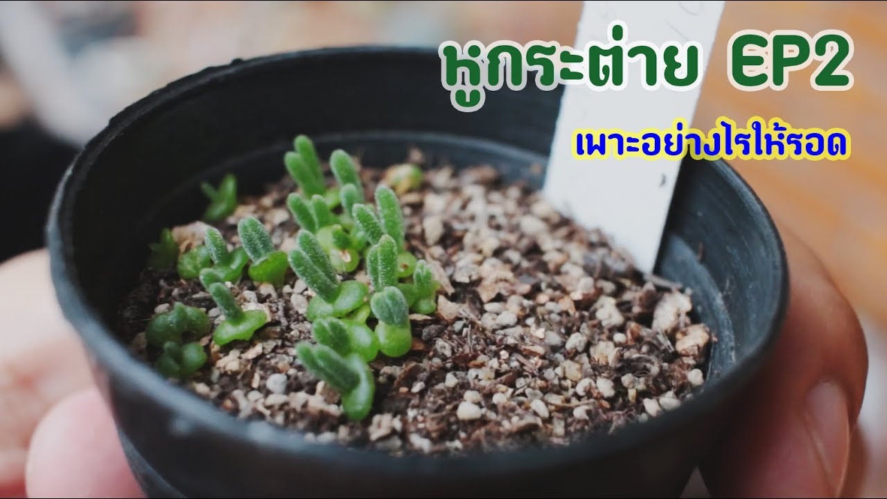 ต้นหูกระต่าย วิธีปลูก monilaria  อย่างไรให้รอด