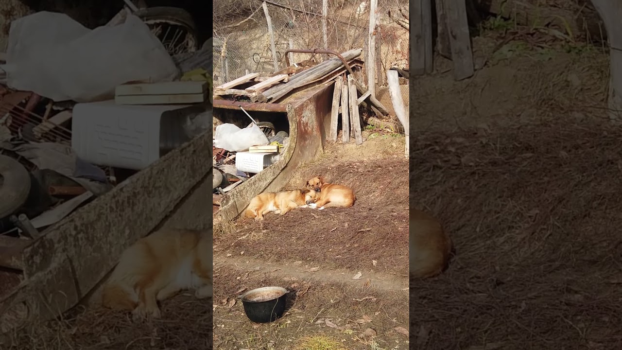 Snooze Buddies: Adorable Dogs Napping Together!